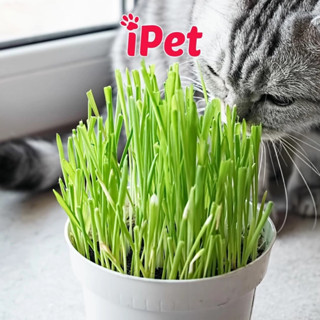 Hạt Giống Cỏ Mèo Giúp Tiêu Hóa Tốt Khạc Búi Lông (Tặng Kèm Chậu) - iPet Shop