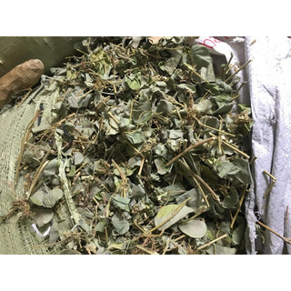 kim tiền thảo 1 kg hỗ trợ sỏi thận, sỏi mật hiệu quả