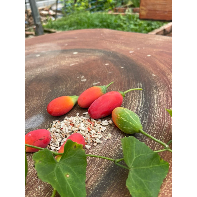 30 hạt giống bình bát dây