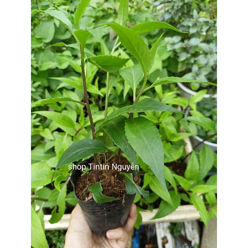Combo 5 Cây giống rau lủi rừng Gia Lai, rau lủi. Giao hỏa tốc Tp HCM