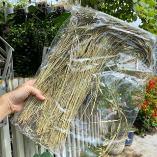 Cỏ TIMOTHY NGUYÊN CÀNH sấy lạnh Thức ăn cho Thỏ, Guinea Pig( Bọ ú, Chuột lang), Sóc Bắc Mỹ, Chinchilla Ủn Ĩn Pet