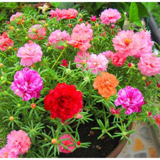 Hạt giống hoa Mười giờ Mix (Mỹ) Cánh Kép Nhiều Màu - Gói 0.3gr