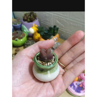 5 chậu sứ mini (size 3-5cm) trồng sen đá, làm handmade
