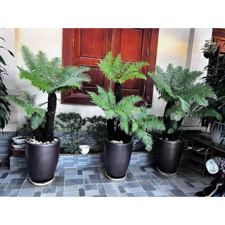 Dương xỉ cổ đại thân đen hiếm – Cây cảnh nội ngoại thất độc đáo