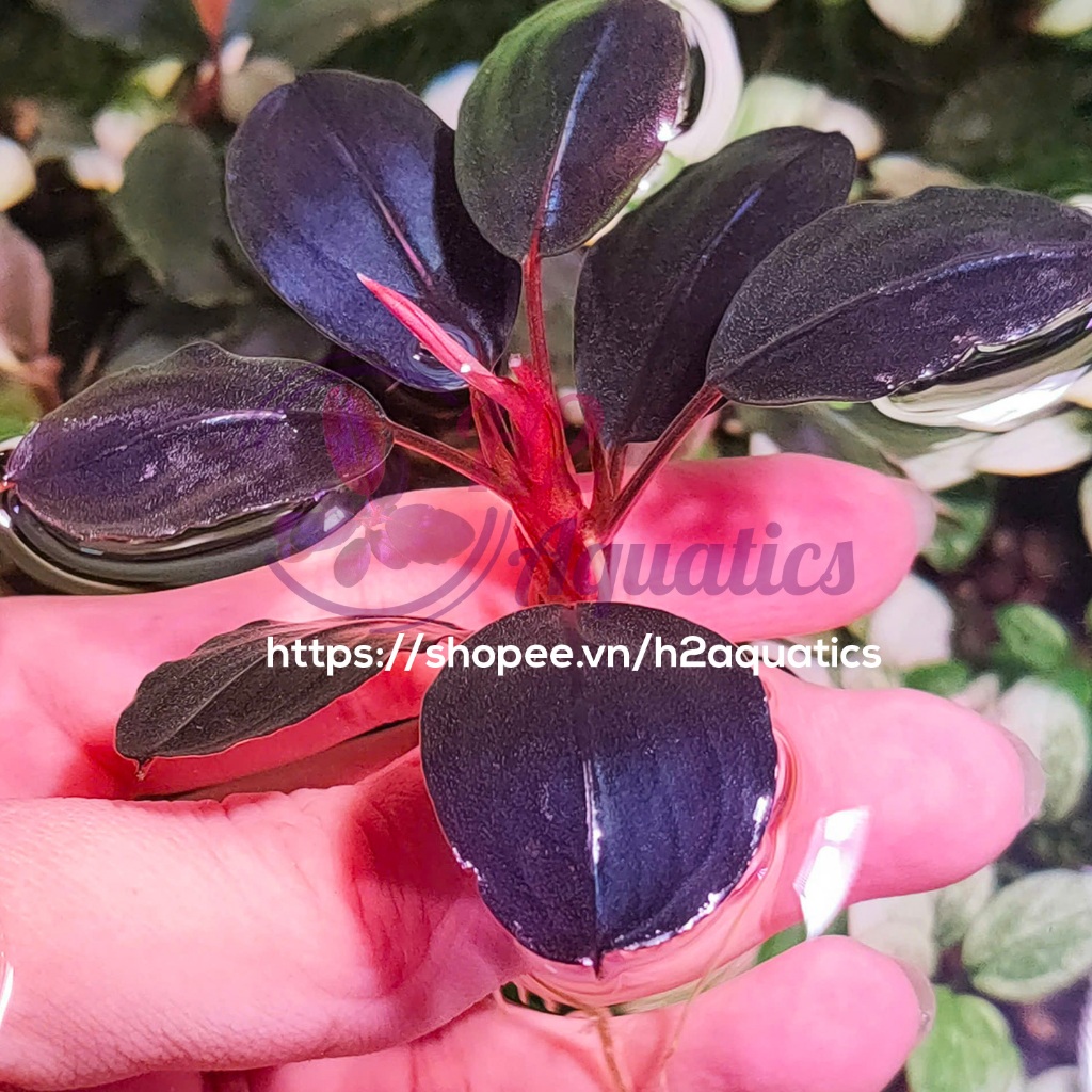 Cây Bucep Black Circle lá nước - form đẹp điểm bố cục - Cây Thủy Sinh hàng sưu tầm  - H2 Aquatics