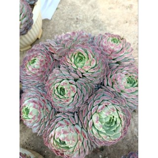 Cây sen đá viền hồng chậu siêu to 4.1.25