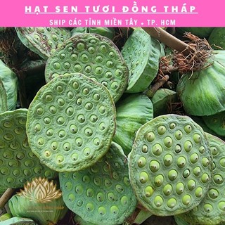 1Kg Gương Sen Tươi | Ngon Ngọt Tự Nhiên, Có Thể Ăn Sống, Nấu Chè, Hầm Sương..
