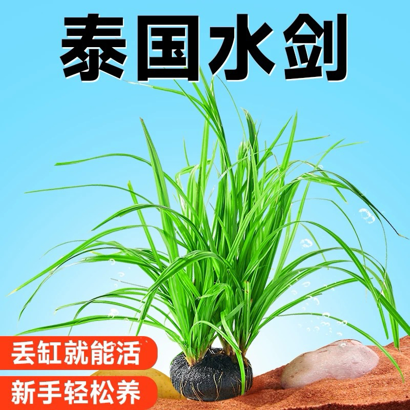[COMBO 5 CÂY] Cyperus Helferi - Cỏ Narong -KHÔNG CO2- Cây Thuỷ Sinh