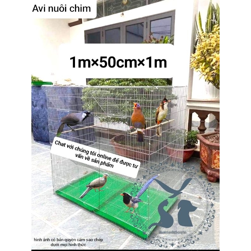 lồng avi chim cảnh chào mào cu gáy mi khướu