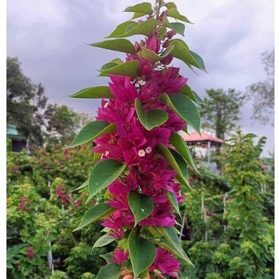 100 cây hoa giấy mỹ tặng 5 cây