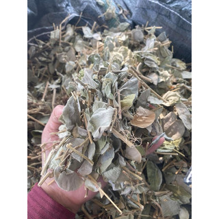 kim tiền thảo 1 kg hỗ trợ sỏi thận, sỏi mật hiệu quả