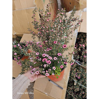 Cây tùng tuyết mai - nhất chi mai ( gửi cây như ảnh 2.3.4 )chiều cao 50-70cmCÂY ĐANG NỤ VÀ HOA , trang trí sân vườn