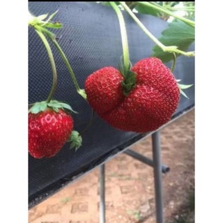 Combo 06  Cây giống dâu 🍓 MÔ LY  mích các giống