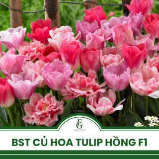 BST 5 củ hoa Tulip màu HỒNG- Giống Hà Lan Jan De Wit F1 - Size 12cm+ - Sẵn mầm - Tặng gói ngừa nấm