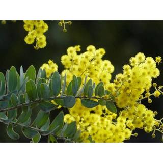 50h Hạt Giống Cây Mimosa (TLB4| -KD: B21*V64*M224)