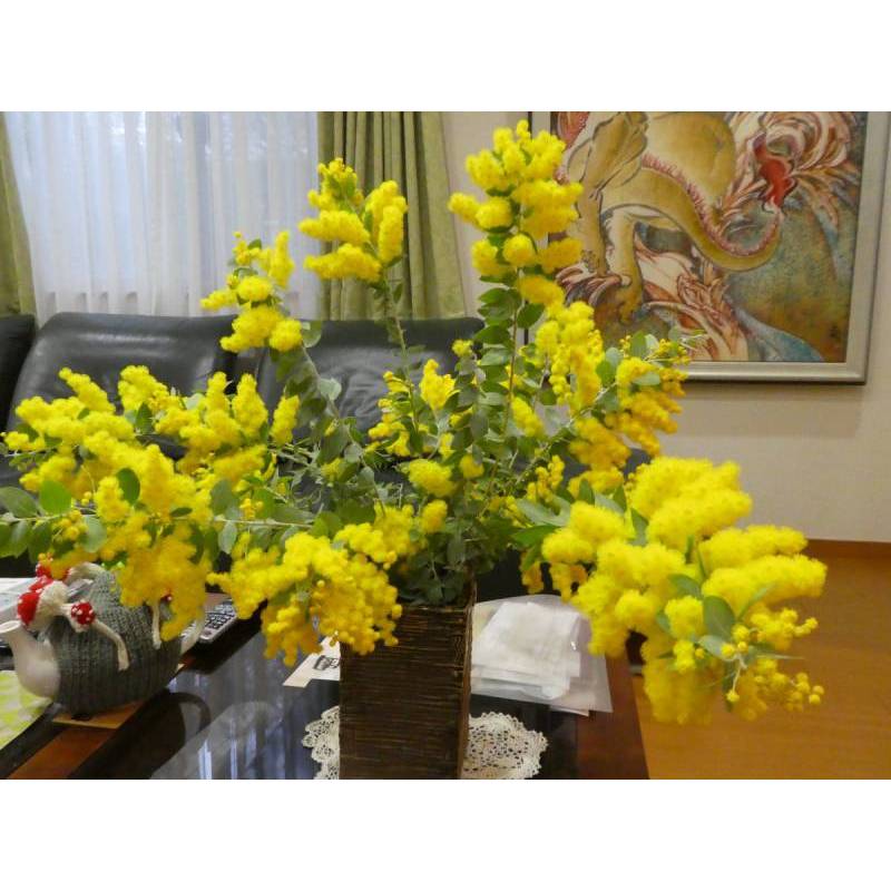 50h Hạt Giống Cây Mimosa (TLB4| -KD: B21*V64*M224)