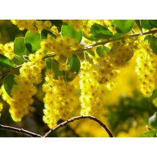 50h Hạt Giống Cây Mimosa (TLB4| -KD: B21*V64*M224)