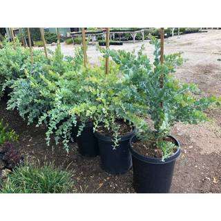 50h Hạt Giống Cây Mimosa (TLB4| -KD: B21*V64*M224)