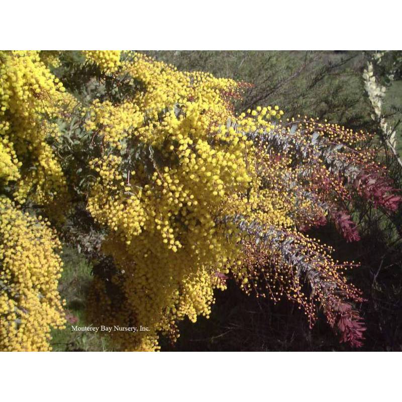 50h Hạt Giống Cây Mimosa Me Tím (| -KD: B21*X55*M197)
