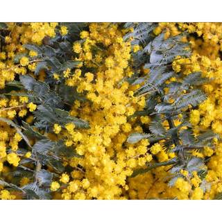 50h Hạt Giống Cây Mimosa Lá Me (| -KD: B21*X55*M224)