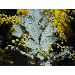 50h Hạt Giống Cây Mimosa Lá Me (| -KD: B21*X55*M224)