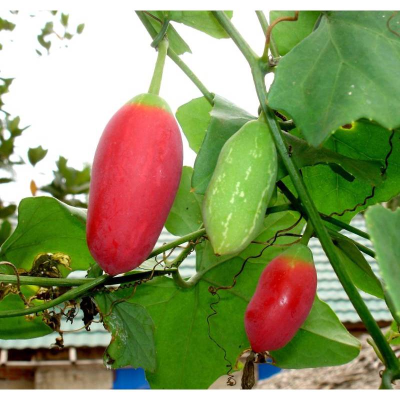 1.5GR 200.HẠT Hạt Giống Cây Bình Bát Dây Dây Bát Mãng Bát (| A4*X57)