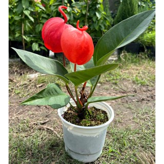 Chậu cây Hồng Môn Thiên Nga - Trang trí nhà, văn phòng, có thể để trong bóng, hoa chơi lâu tàn