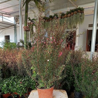 TÙNG TUYẾT MAI cây cao 40-50cm  , Chậu To cây sẵn nụ sẵn hoa, hoa thơm ngát( CÂY NHƯ HÌNH ĐĂNG