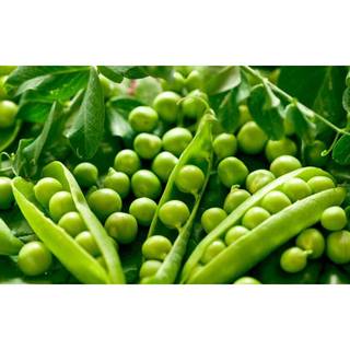 10Gr Hạt Giống Đậu Hà Lan (A2.303| Y25*W23*M030)