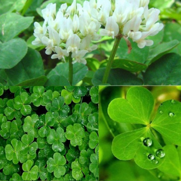 Hạt giống cỏ ba lá ( Gói 50 hạt ) - STHG1