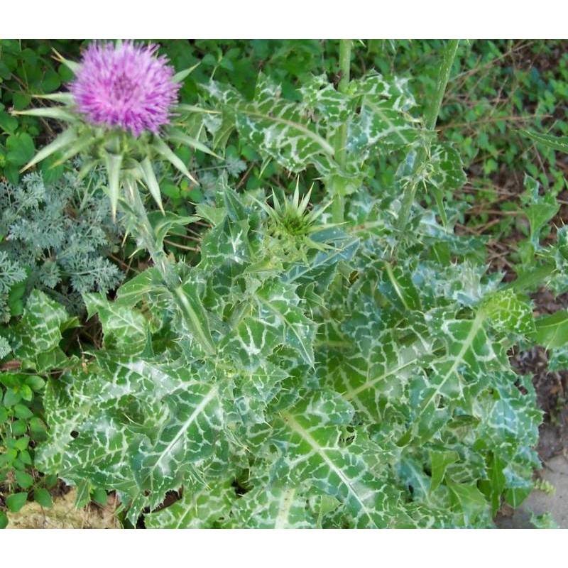 2Gr 80.HẠT Hạt Giống Kế Sữa Gan Milk Thistle (KL| A4*X43*M228)