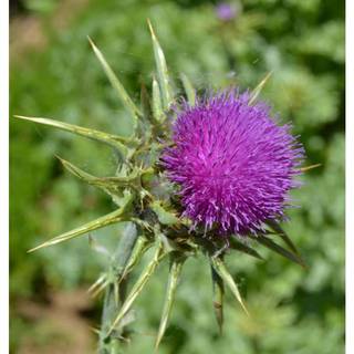 2Gr 80.HẠT Hạt Giống Kế Sữa Gan Milk Thistle (KL| A4*X43*M228)