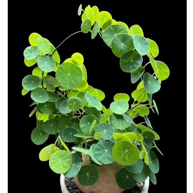 Củ bình vôi Thái Lan Stephania Erecta🌵🌵củ chuẩn giống Thái, khoẻ, giá rẻ, đẹp, dễ chăm