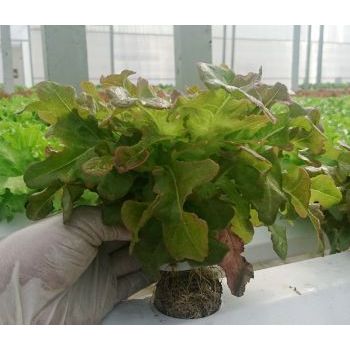Xà Lách Sồi Đỏ Thủy Cảnh – Tươi Khỏe, An Toàn