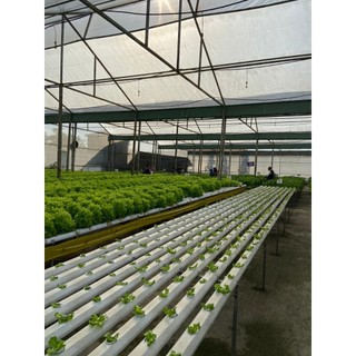 Xà Lách Sồi Đỏ Thủy Cảnh – Tươi Khỏe, An Toàn