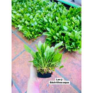 Cây thủy sinh - Lan ý gắn sẵn giá thể cho bể cá siêu khỏe