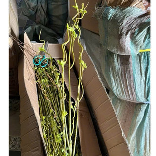 hoa giả - cành salic giả ( để Free ship CHAT ngay với người bán)