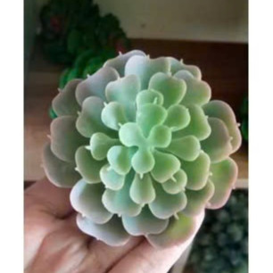 Cây giả- sen đá mini - 8cm ( để Free ship CHAT ngay với người bán)
