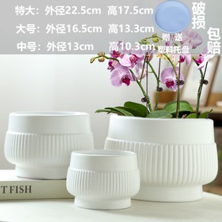 Chậu sứ trồng lan, chậu sứ dáng quả lê, chậu trồng cây to đẹp phong cách Bắc Âu phù hợp trồng cây văn phòng Ken garden