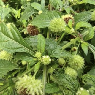 Cây é dùi trống ( nàng hai) khô 500g