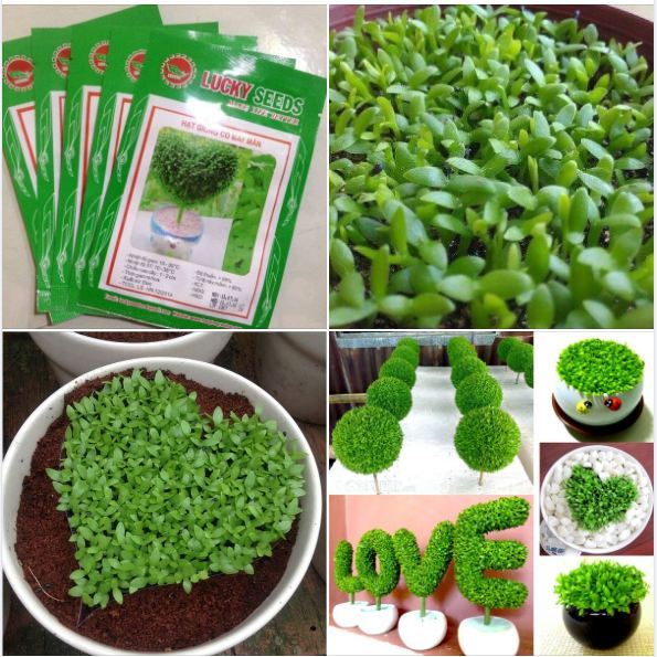 Hạt giống Cỏ May Mắn - 1 gói 1gram
