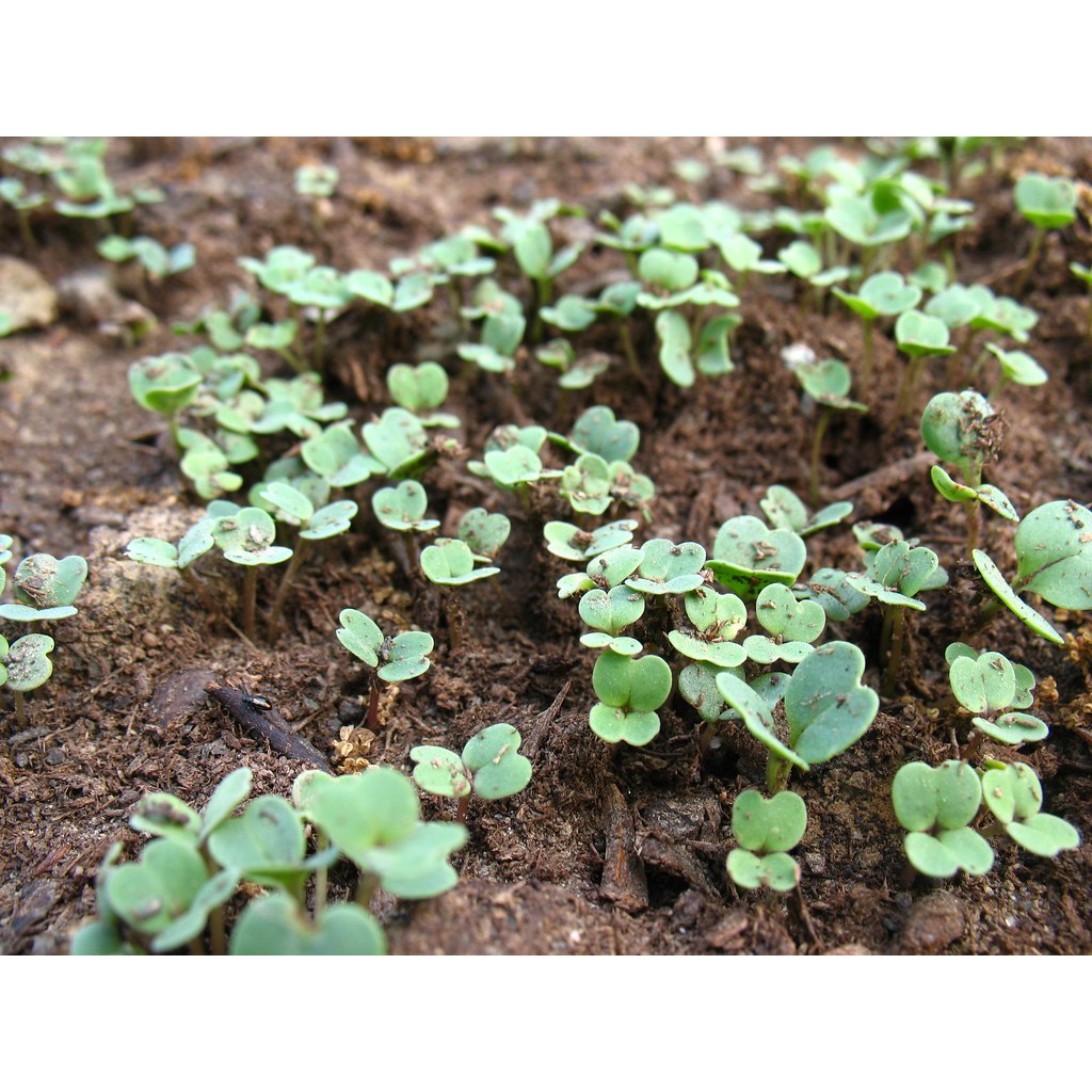 10GR 4000.HẠT Hạt Giống Arugula Rocket Lá Chẻ Pro (| C19*W50)