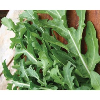 10GR 4000.HẠT Hạt Giống Arugula Rocket Lá Chẻ Pro (| C19*W50)