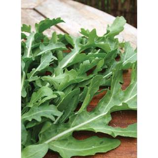 100GR 40K.HẠT Hạt Giống Arugula Rocket Lá Chẻ Pro (| C19*W50)