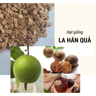 Hạt giống cây la hán quả -  5 hạt (TẶNG gói kích thích hạt nảy mầm)