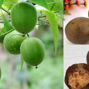 Hạt giống cây la hán quả -  5 hạt (TẶNG gói kích thích hạt nảy mầm)