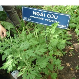 500.HẠT Hạt Giống Ngải Cứu Mugwort (| A4*W50)