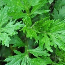 500.HẠT Hạt Giống Ngải Cứu Mugwort (| A4*W50)