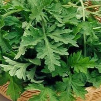 500.HẠT Hạt Giống Ngải Cứu Mugwort (| A4*W50)