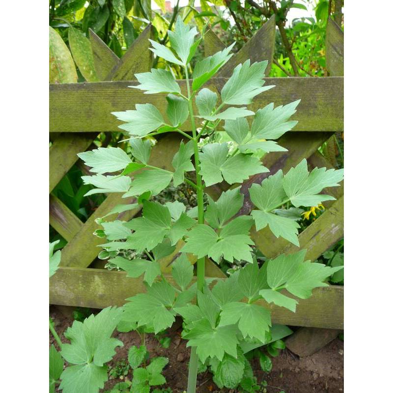 1Gr 270 Hạt Hạt Giống Cần Núi Lovage (B3.204| C26*X42*M171)